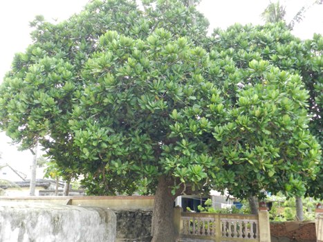 Ảnh:[-]Bàng[-]vuông[-]100[-]tuổi[-]nở[-]muộn[-]trên[-]đảo[-]Lý[-]Sơn